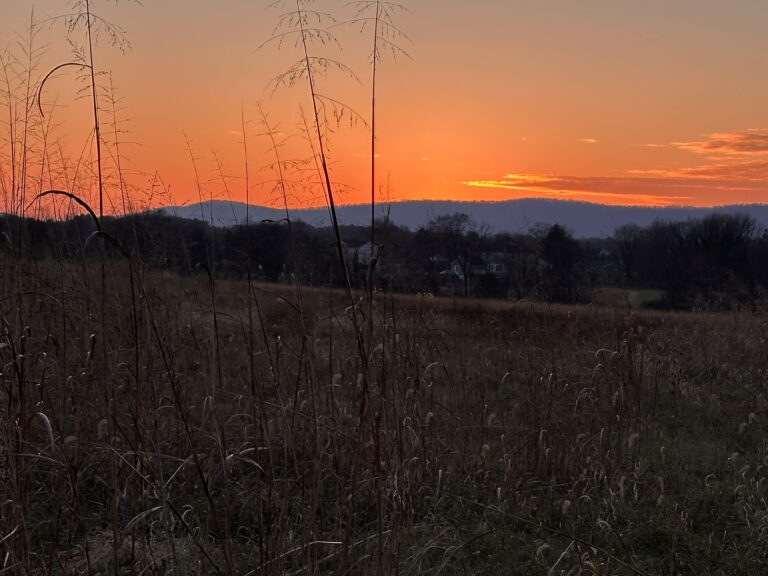 Marveling at the Light